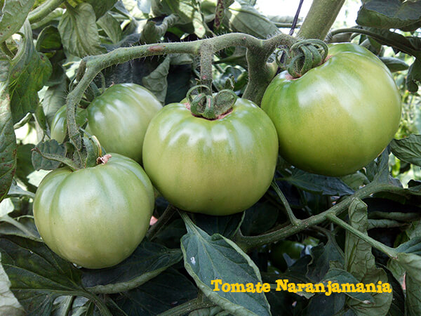 Comprar tomates online