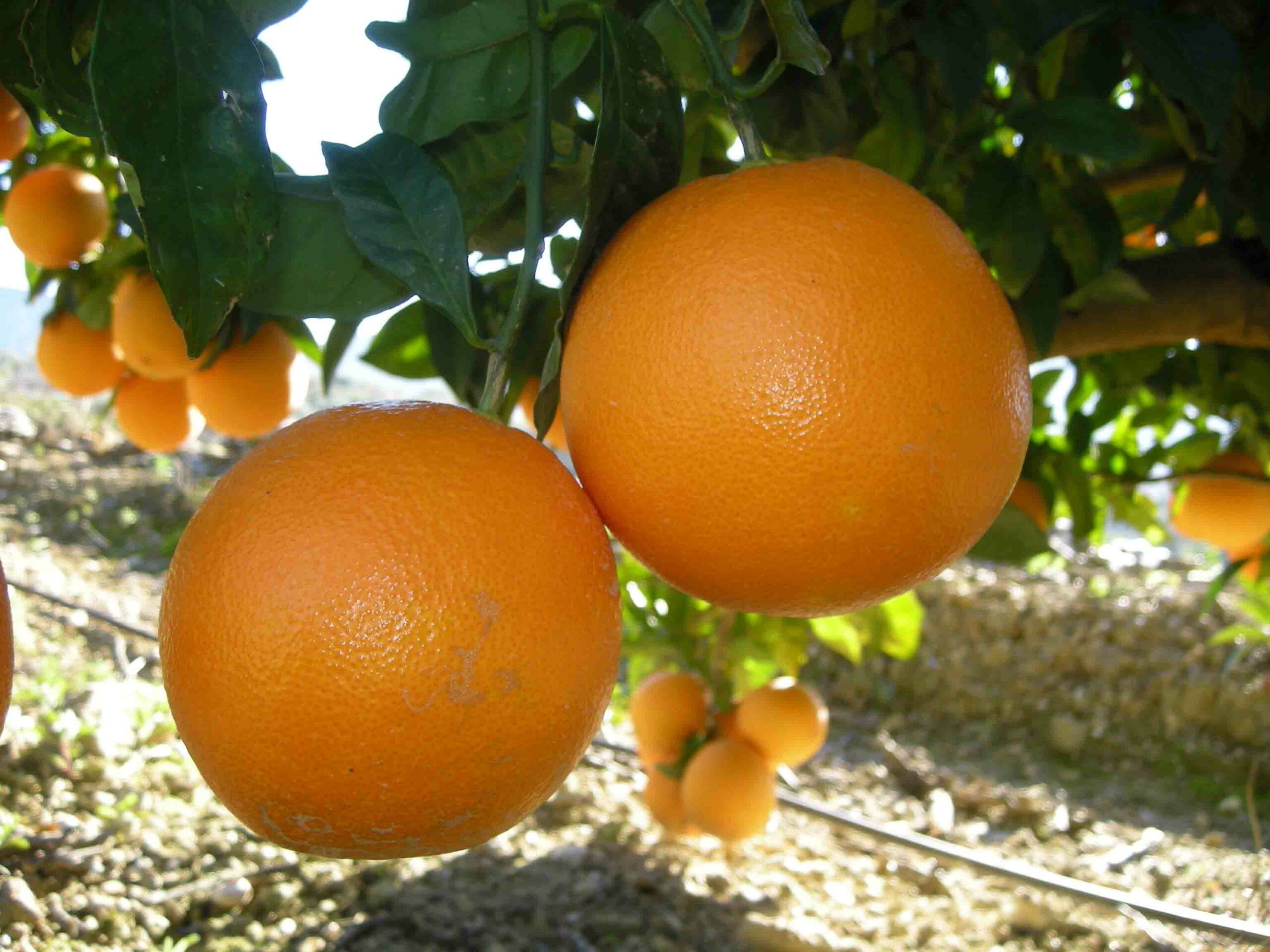 Naranja Washington Navel mesa + Washington Navel zumo 15kg -217