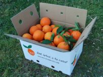 Naranja Washington Navel mesa + Washington Navel zumo 15kg -0