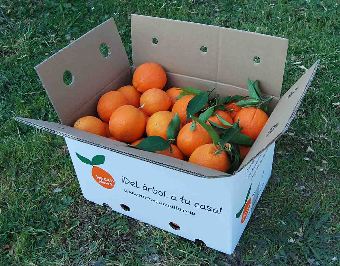 Naranja Washington Navel mesa + Washington Navel zumo 15kg -0
