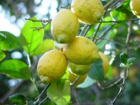 Limones caja de 19 kg-0