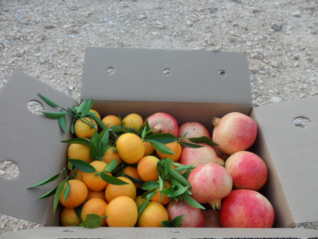 Caja Mixta 14kg Mandarina y Granada Mollar-405
