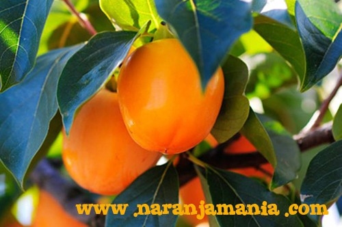 Caqui Persimón 9kg ✔-0