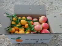 Caja Mixta 9kg Mandarina y Granada Mollar-0