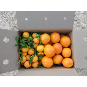Caja Mixta 9kg Mandarina y Caqui Persimon-0