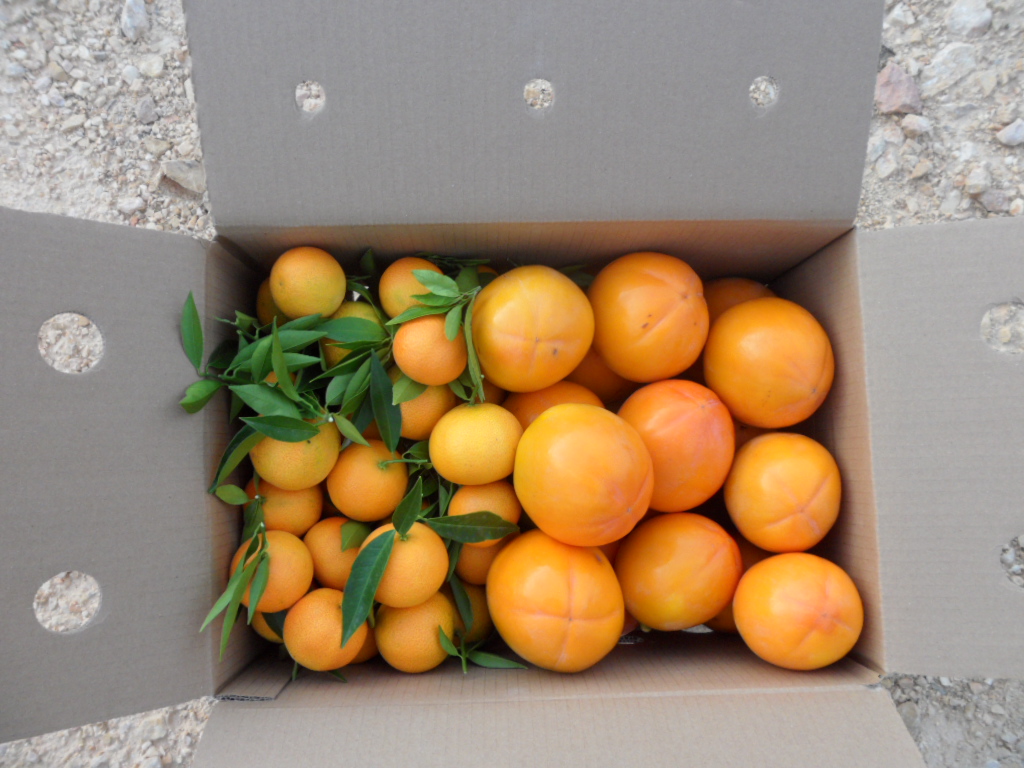 Caja Mixta 9kg Mandarina y Caqui Persimon-0
