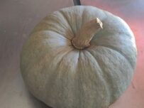 Calabaza Valenciana de 4 a 6 kg.aprox -0