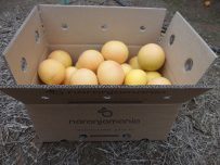 Caja de 9kg Pomelo Star Ruby ✔ -459