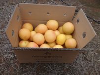 Caja de 9kg Pomelo Star Ruby ✔ -458