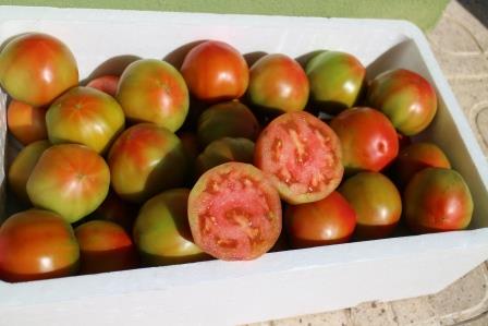 Tomate Óptima 9kg ✔-594