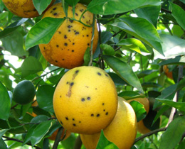 MANCHA NEGRA DE LOS CITRICOS
