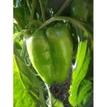 Pimiento de Cuatro Cantos 1kg ✔-531