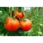 Tomate Óptima 14kg de Tamaño Mediano✔-564