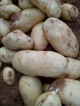 Patata nueva 1kg ✔-0