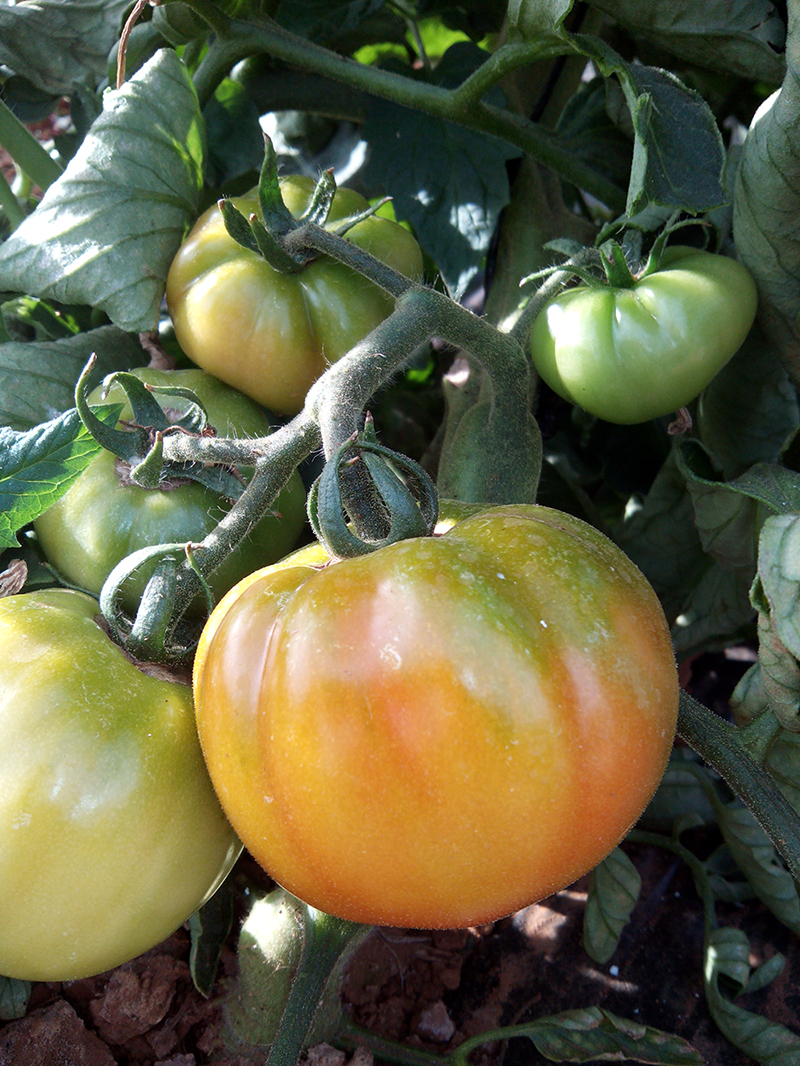 Tomate Óptima 1kg ✔-607