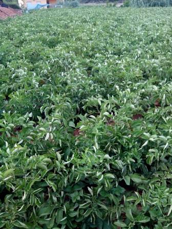 Patata nueva 1kg ✔-599