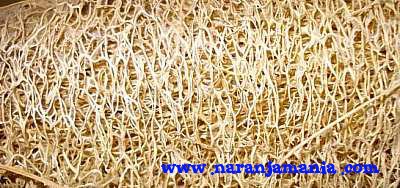 Esponja natural de luffa ✔-0