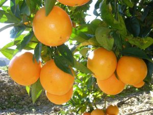 Comprar naranjas online