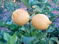 Limones MINI 1kg-714