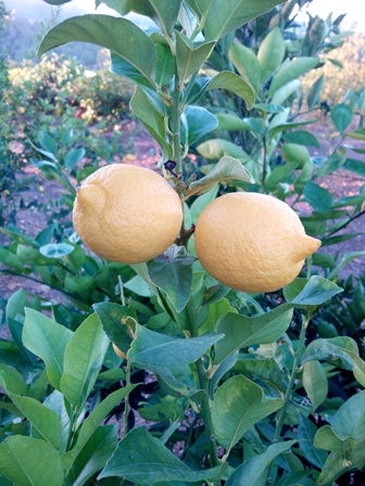 Limones MINI 1kg-714