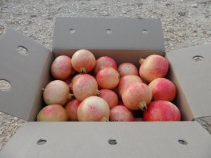 Granada Mollar de Elche 5kg ✔-839