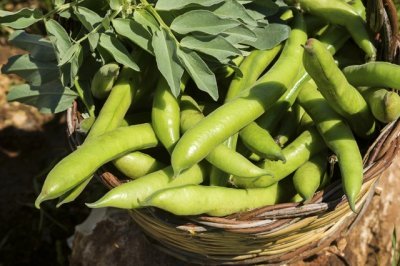 Habas tiernas 1kg ✔-0