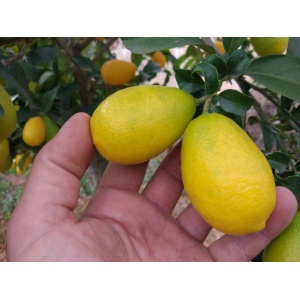 Limequat 250g-0
