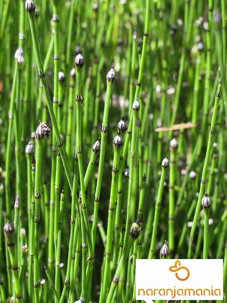 Cola de caballo 50gr-0