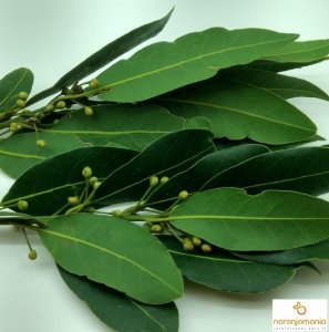 LAUREL FRESCO 50grms.-911