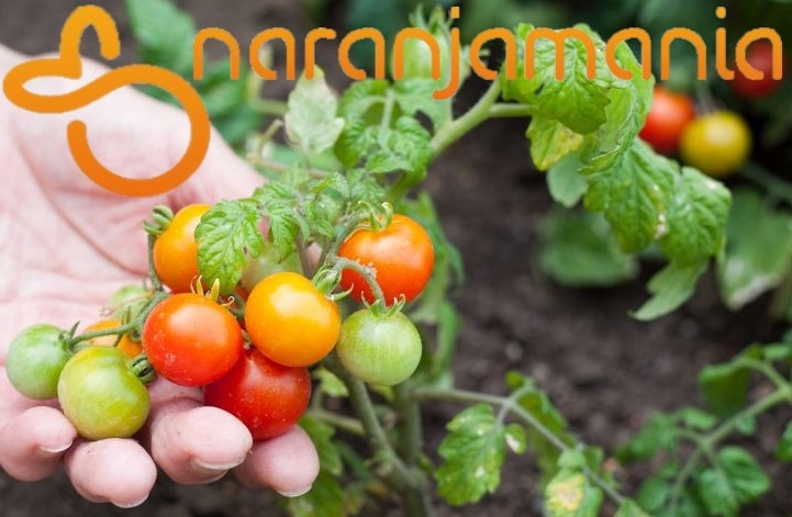 Tomate Cherry 0,5kg ✔-955