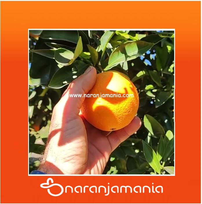 Boîte jus d'orange 9 kg