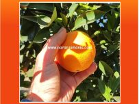 Boîte jus d'orange 19 kg
