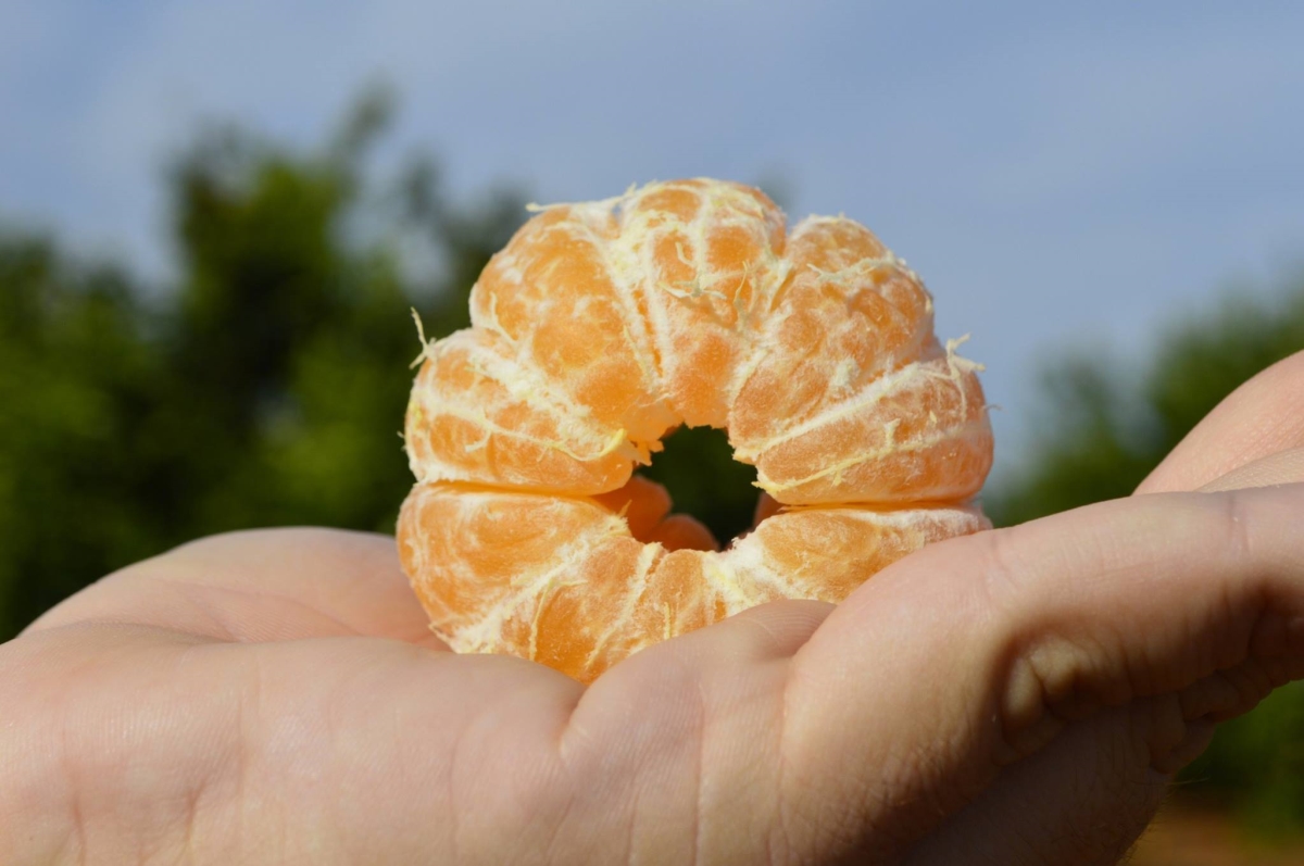Boîte de 5 kg de mandarines