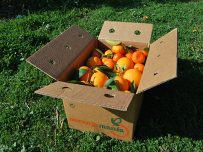 Boîte mixte de 14 kg de jus d'orange et de mandarine