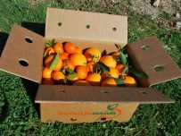 Boîte mixte de 9kg d'orange de table et de mandarine
