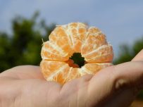 Boîte de 5 kg de mandarines