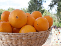 caissettes mixtes d'oranges