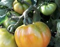 Coffrets mixtes de tomates