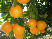 Oranges non sélectionnées.